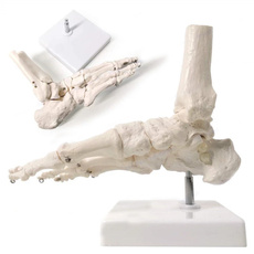 orthopediccare, medicalmodel, footskeleton, anatomical