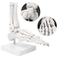 medicalmodel, footbonemodel, medicalanatomy, Skeleton