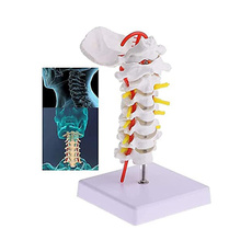 humanspinemodel, humanmodel, Skeleton, column