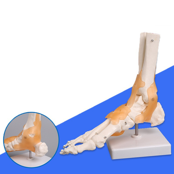 Ankle Joint Ligament Human Foot Skeleton Medical Anatomy Model | Wish