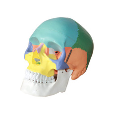 Head, humanskullreplica, skull, disassembled