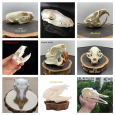 skull, Nature, Fox, specimen