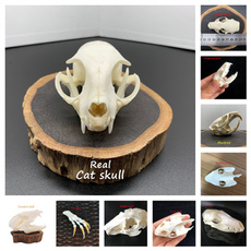 rabbit, skull, coypuskull, skullspecimen