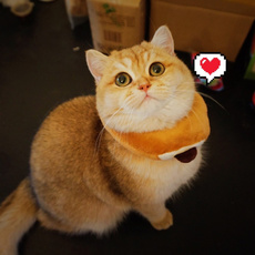 toast, cute, orangecat, asliceofbread
