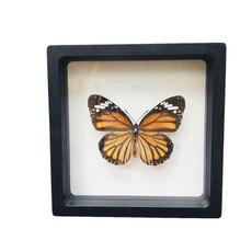 butterfly, Beautiful, diyphotoframe, butterflyspecimen