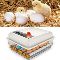 Mini, duckeggsincubator, Capacity, Farm