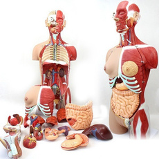 anatomy, medicalteaching, humanorgansmodel, Skeleton