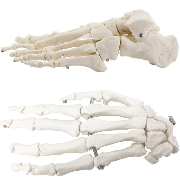 Anatomical Foot And Hand Model Joint Skeleton Anatomy Muscle Model Wish
