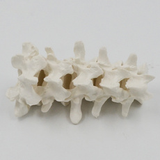 cervicalvertebrabonemodel, humanspinemodel, Tool, lumbarspinebonemodel