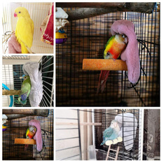 Parrot, Sport i Rekreacja, Zwierzęta domowe, Blanket