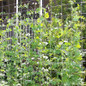 thumbnail - 2