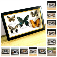 butterfly, Beautiful, Educational, collectionbutterfly