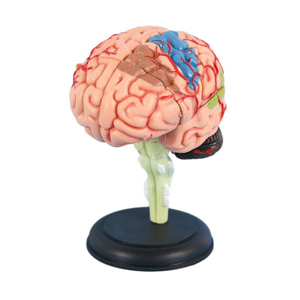 4d Human Brain Model Skull Anatomical New Anatomy Learning Models 7 6 9cm Wish 4d Human Brain Model Skull Anatomical New Anatomy Learning Models 7 6 9cm Wish
