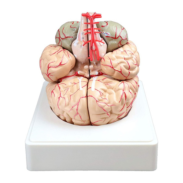 Pvc Brain PVC Big Brain Anatomy Model Brain Model Arteries Medical Anatomical ...