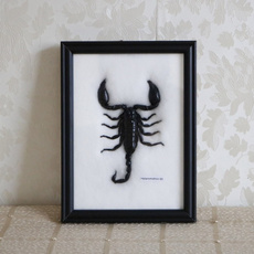 Home & Living, earlyeducationtool, specimen, scorpion