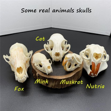 mink, Animal, skull, specimen