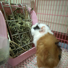 cage, Pets, guinea, Grass