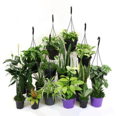 potvaseplant, Plants, Home Decor, flowerarrangement