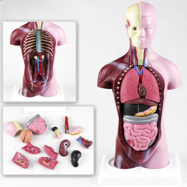 28CM UNISEX Human Torso Anatomy Model Viscera Heart Brain Skeleton ...