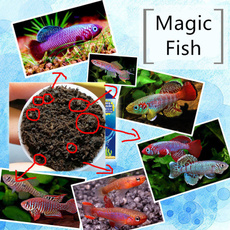 killifishegg, Toy, Magic, fishescaviar