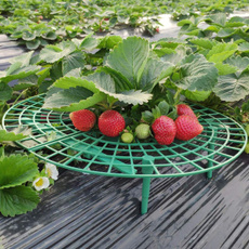 straberrycage, strawberryplantprotector, strawberryplant, Home & Living