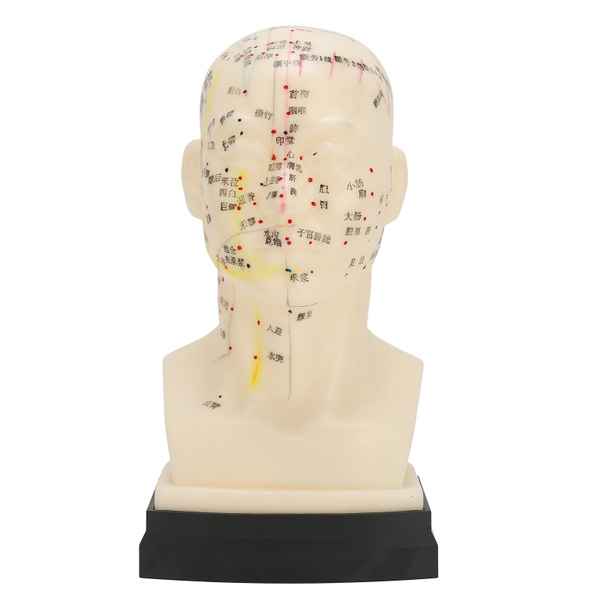 20cm Life Size Human Head Acupuncture Points Model 8 inch Meridians Model 