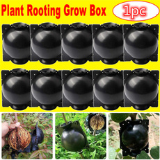 Box, Plants, Garden, graftbox