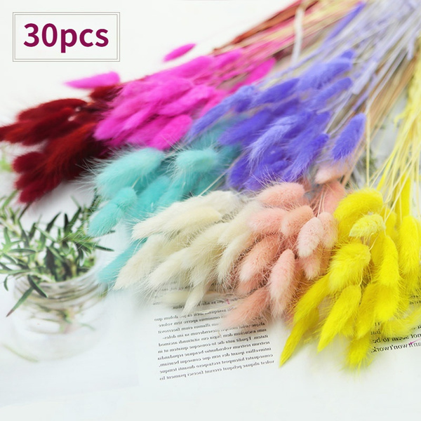 Bunny Tails Dried Flowers Newest 30Pcs/Bunch Bunny Tails Natural Dried ...