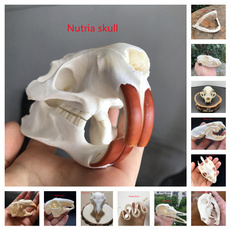 educationalspecimen, Animal, skull, specimen