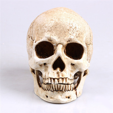 skullmodel, Decor, humanskullreplica, retrohumanskull