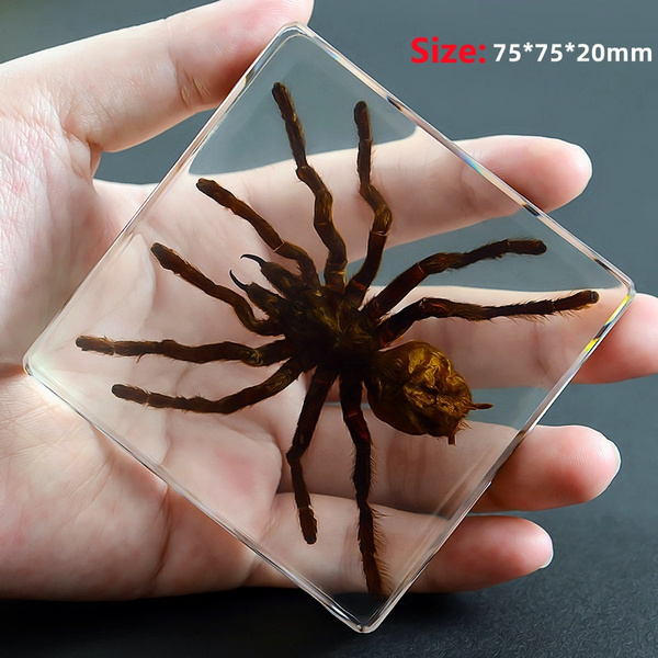 Large Tarantula Paper Weight - Desk Accessory And Display Piece