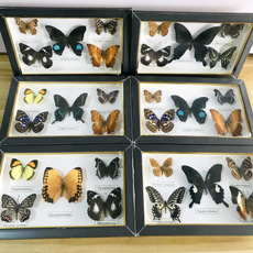 Real, butterfly, Decor, collectionbutterfly