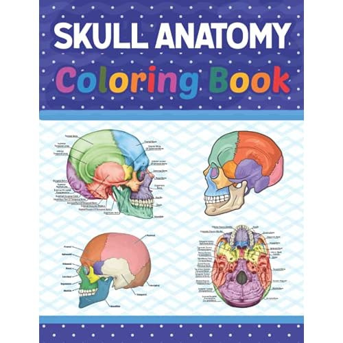 Skull Anatomy Coloring Book Human Skull Anatomy Self test Guide for