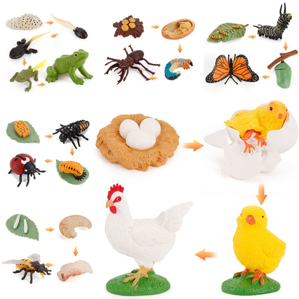 Early Education Cognition Imitating Animal and Plant Growth Cycle Model