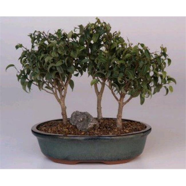 Bonsai Boy of New York d1337 Ficus Benjamina Forest Group Ficus Too Little Bonsai Tree Wish