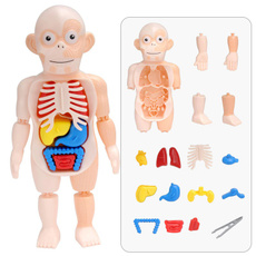 Children, Toy, montessoritoy, anatomytoy