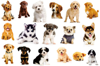 Pets, house, Stickers, decoration