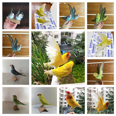 budgiespecimen, psittaciforme, specimen, birdspecimen