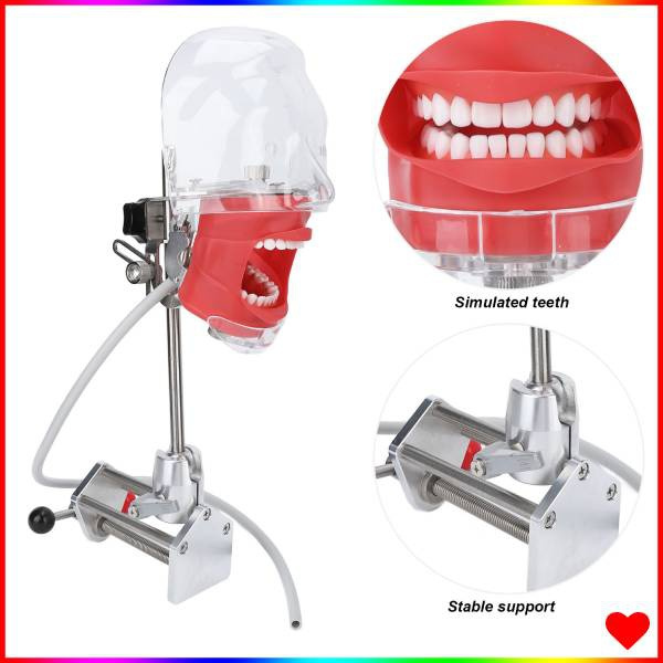 Professional Mannequin Head Teeth Model Desk Fixing Clip Rotating Freely Dental Teaching