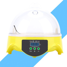 Eggs, Tool, Capacity, Bird