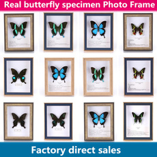butterfly, diydecoration, teachingsupplie, butterflyspecimenphotoframe
