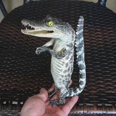 crocodileskulltaxidermy, Animal, skull, livespecimen