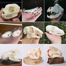 Natural, skull, specimen, Fox