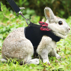 walking, Animal, rabbitaccessorie, rabbitsuit
