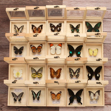 butterfly, diydecoration, teachingsupplie, butterflyspecimenphotoframe