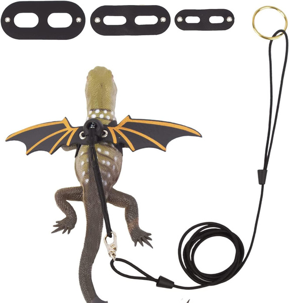 reptile boarding near me