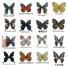 butterfly, Decor, butterflyteachingspecimen, specimencollection