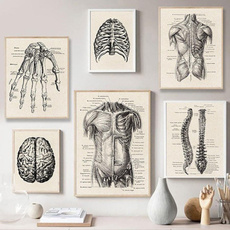 Decor, Muscle, Skeleton, Posters