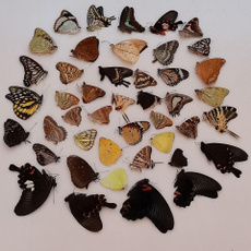 Real, butterfly, Materials, specimen