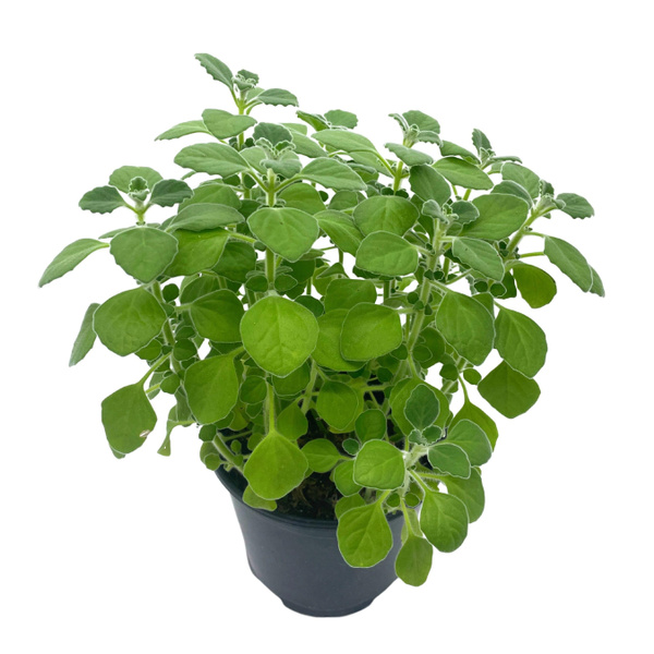 Vicks VapoRub Plant, Plectranthus tomentosa, 6 inch Vapor Rub Plant ...